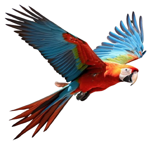 Magnificent macaw in flight with vibrant blue, red and yellow feathers