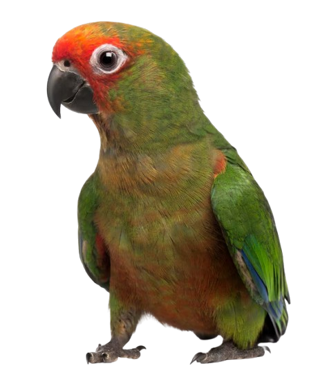 Beautiful colorful parrot with green, orange and red plumage